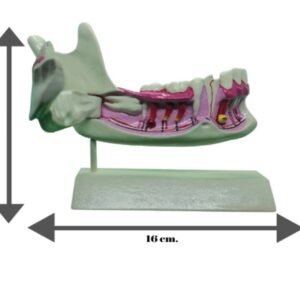 IDA Power Jaw Demo Model